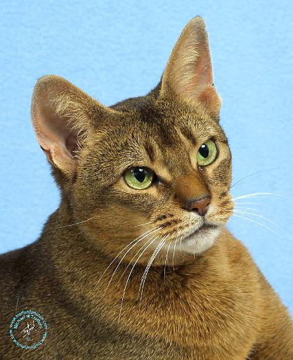 Abyssinian Cat 9Y009D-036.JPG